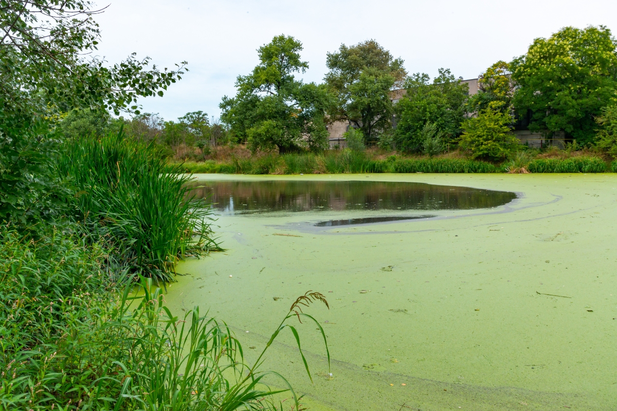 Ecosystem approach to Eutrophication