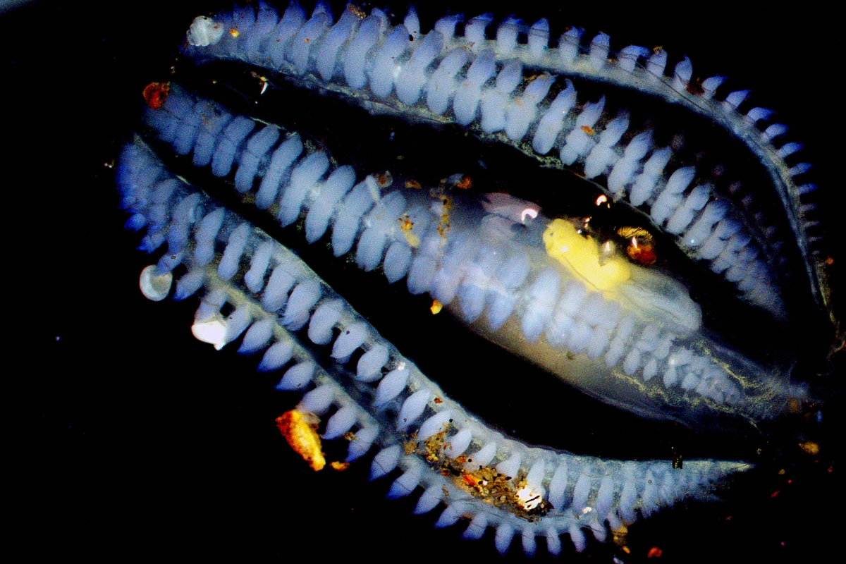 Invasives
