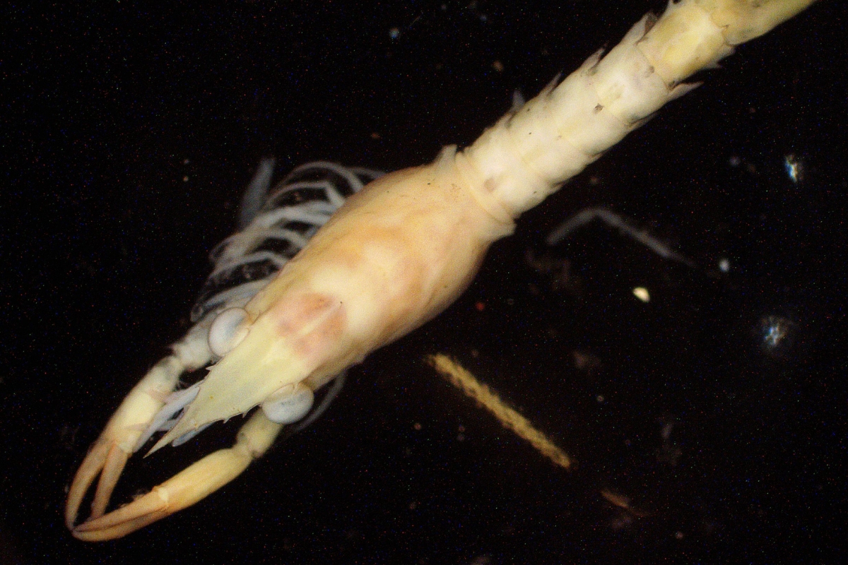 Meroplankton