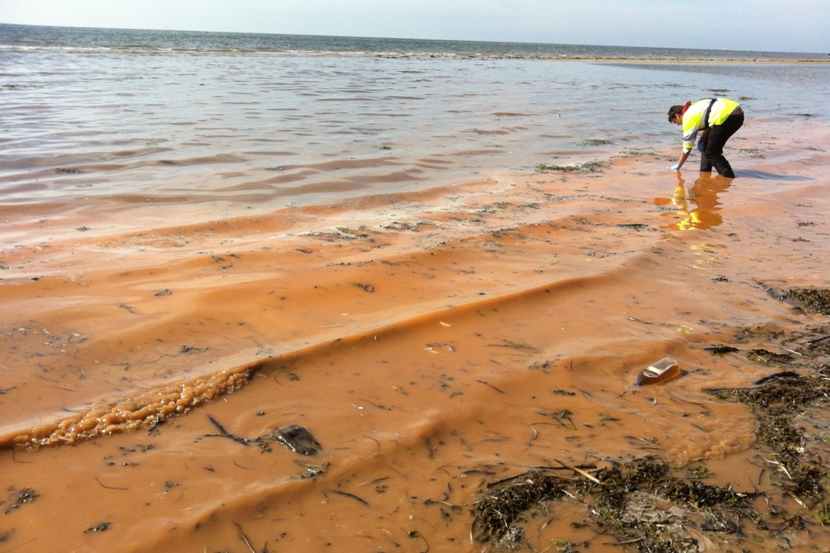 Ecosystem approach to Harmful Algal Blooms