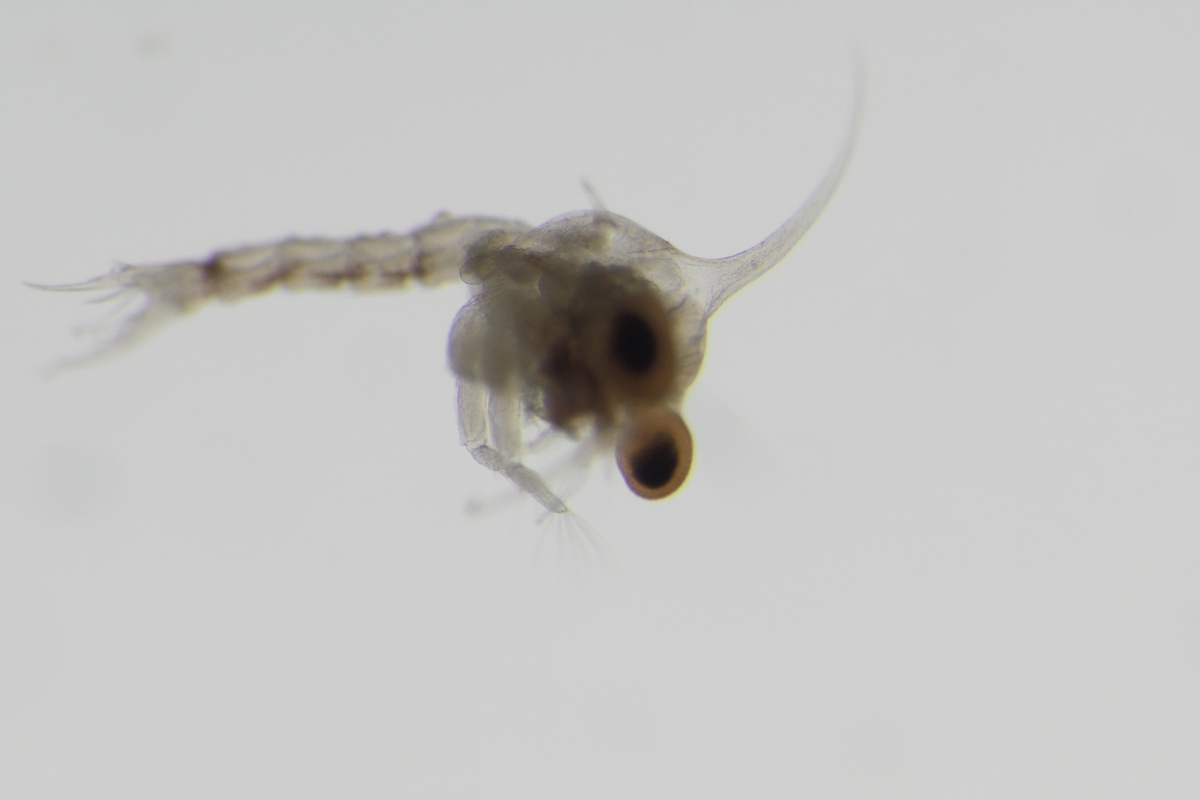 Tiny Plankton